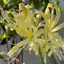 Straw Lycoris, 1 Bulb