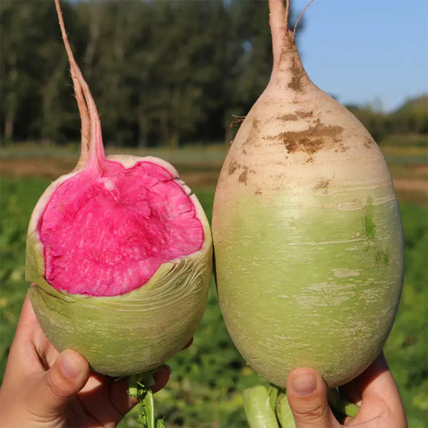 Xinlimei Radish, 50 Grams ≈ 5000 Seeds