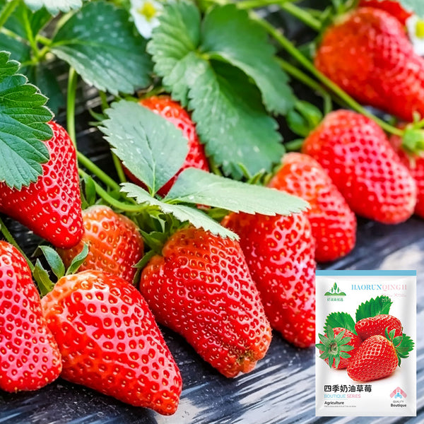 Four Seasons Cream Strawberry, 200 Seeds