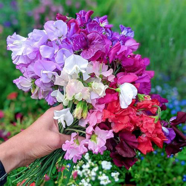 Royal Symphony' Sweet Pea Mixed Seeds, 100 Seeds