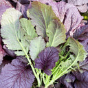 'Splendid 2099' Purple Leaf Mustard Seeds, 10g