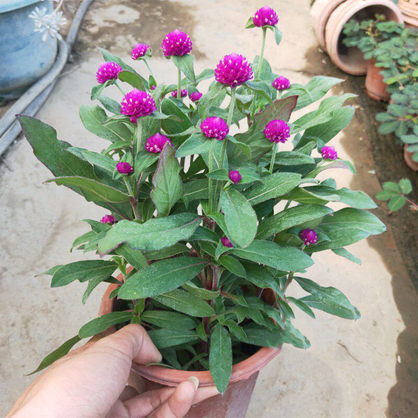 Hezhichun Purple Globe Amaranth Seeds, 1g