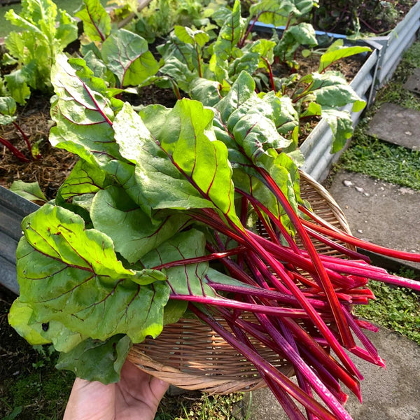 Jiemei Red-Leaf Beet, 10g