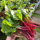Jiemei Red-Leaf Beet, 10g