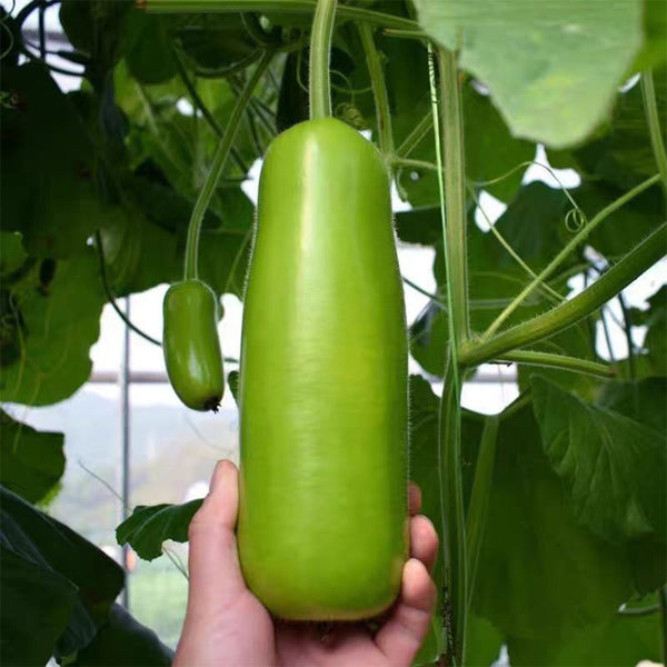 'Zhepu No.9' Bottle Gourd Seeds, 10g