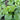 'Nongdianzan' Creamy Malabar Spinach Seeds, 10g