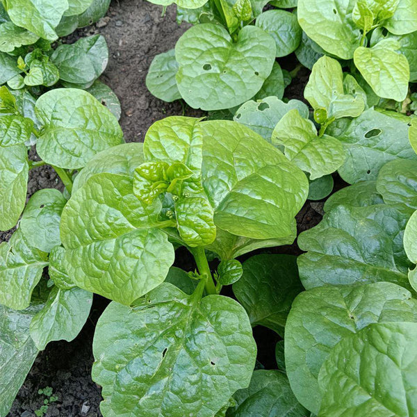'Nongdianzan' Creamy Malabar Spinach Seeds, 10g