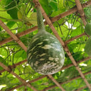 Hezhichun Speckled Swan Gourd, 10 Seeds