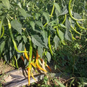 'Yellow La Mei' Long Chili Pepper Seeds, 2g