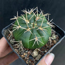 Gymnocalycium eurypleurum, 3-4cm