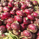 Zilu No.3 Purple Onion Seeds, 2 Grams ≈ 600 Seeds