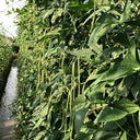 Green General Yardlong Bean Seeds, 15 Grams ≈ 80 Seeds