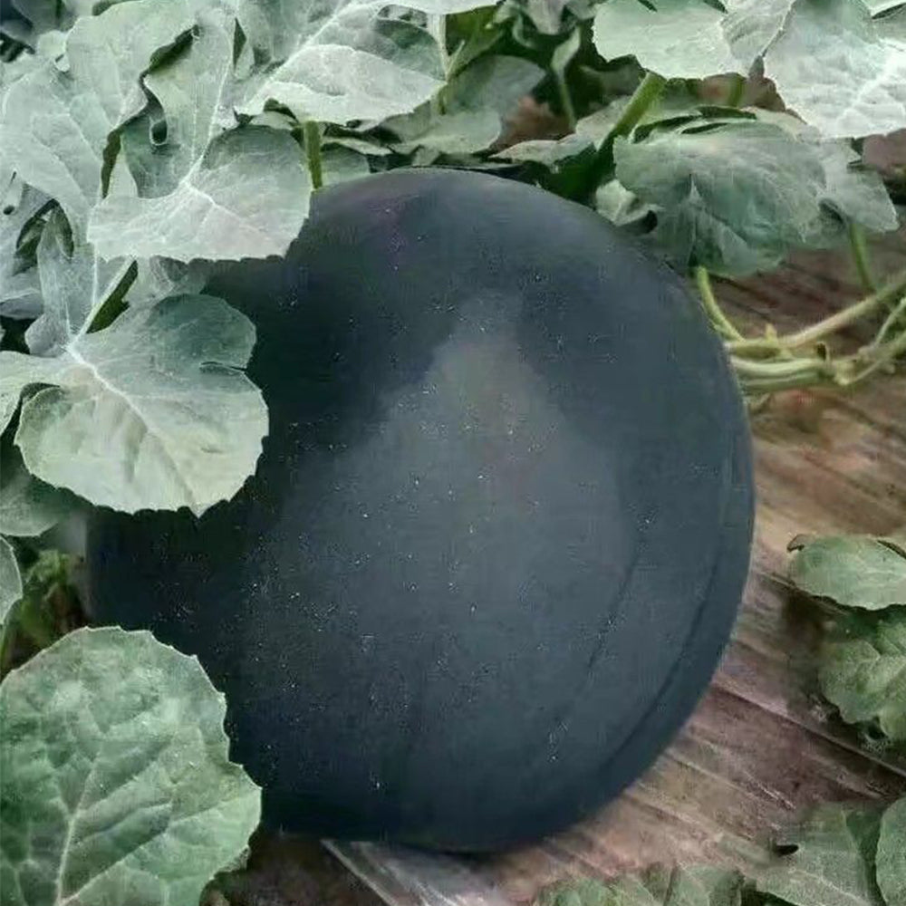 'Black Landmine' Watermelon Seeds