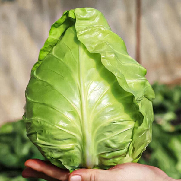 Xingyou Chunfeng Cabbage Seeds, 2g