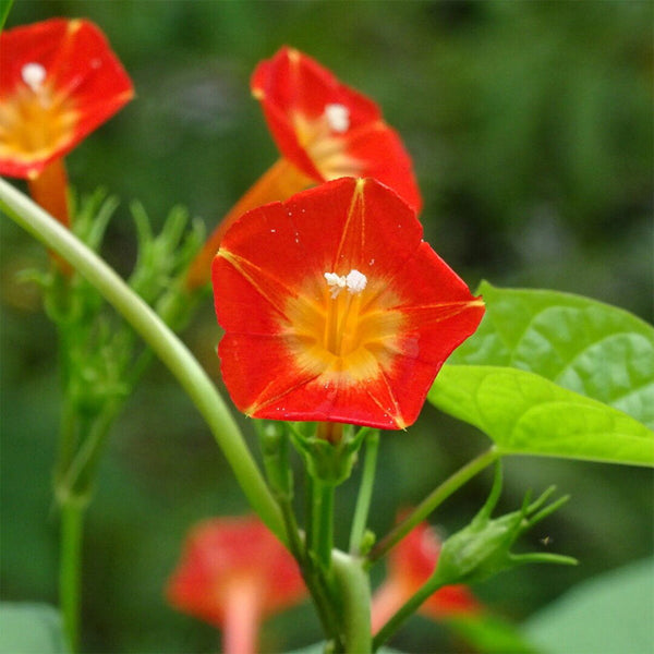 Hezhichun Cardinal Climber Seeds, 1g