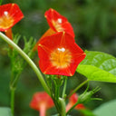 Hezhichun Cardinal Climber Seeds, 1g