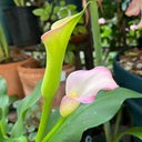 'Dreamland' Calla Lily, 18/20cm Circumference, 1 Bulb