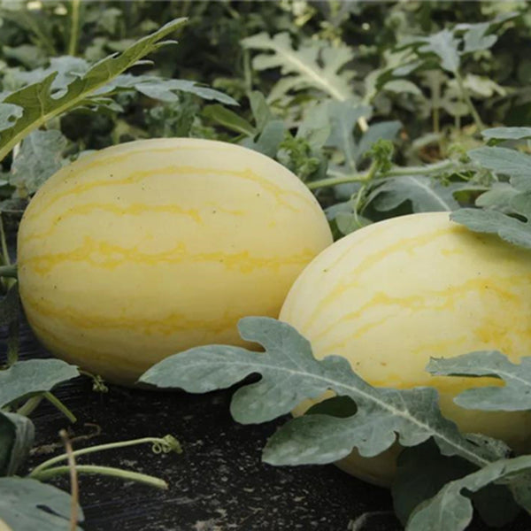 'Golden No.3' Watermelon Hybrid, 10 Seeds