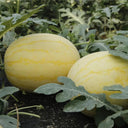 'Golden No.3' Watermelon Hybrid, 10 Seeds