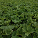 Honey Jar Pumpkin, 20 Seeds