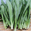Sawtooth Coriander Seeds, 1000 Seeds