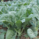 Sweet-Crispy 'Zhonghua' Chinese Kale Seeds, 10g