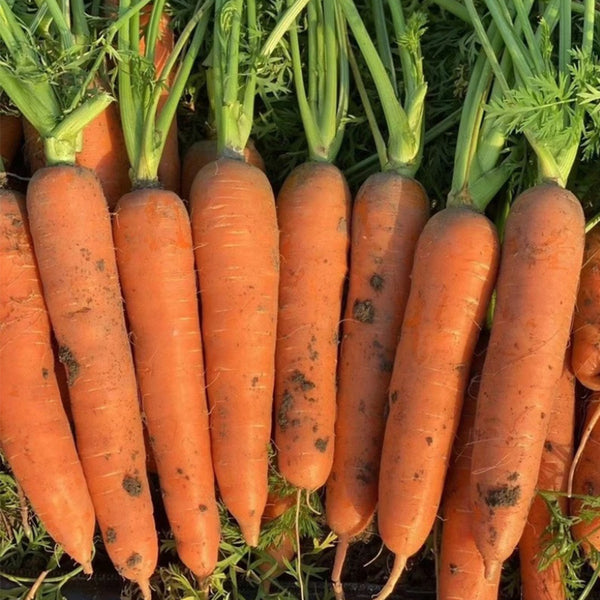 'Xiumei Hongbacun' Carrot Seeds, 5g