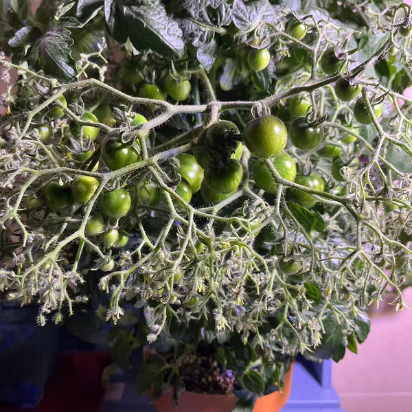 'Mini Shadow Stripe' Tomato Seeds, 3 Seeds