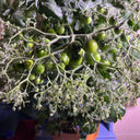 'Mini Shadow Stripe' Tomato Seeds, 3 Seeds