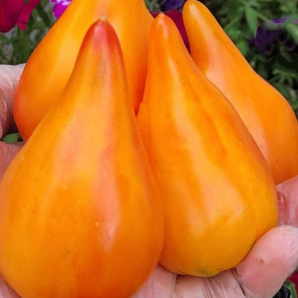 840 Aunt Gretel's Magic Hat Tomato, 5 Seeds