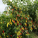 White Wrinkled Xiaomila Chili Pepper Seeds, 1800 Seeds