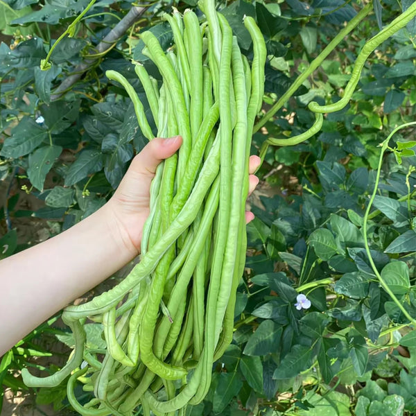 Small-Leaf High-Yield No.4 Long Bean Seeds, 20g
