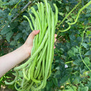 Small-Leaf High-Yield No.4 Long Bean Seeds, 20g