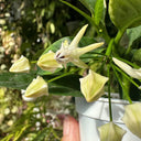 Hoya multiflora, 3 Cuttings