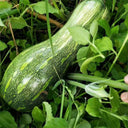Zhengliang No.5 Pumpkin, 10 Seeds