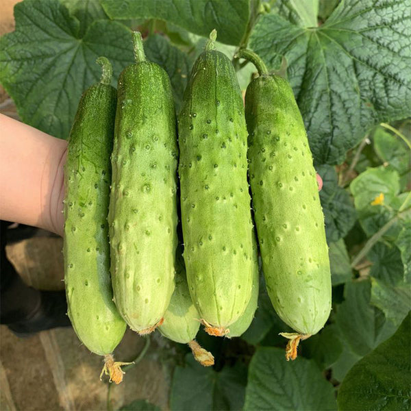 'Supreme' Long Drought Cucumber Seeds, 10g