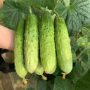 'Supreme' Long Drought Cucumber Seeds, 10g