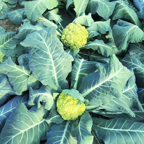 Green Cauliflower, 10 Seeds