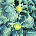 Green Cauliflower, 10 Seeds
