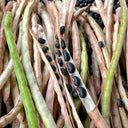 Black Cowpea, 50 Seeds