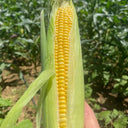 Huangnuo 589 Waxy Corn Seeds, 100g