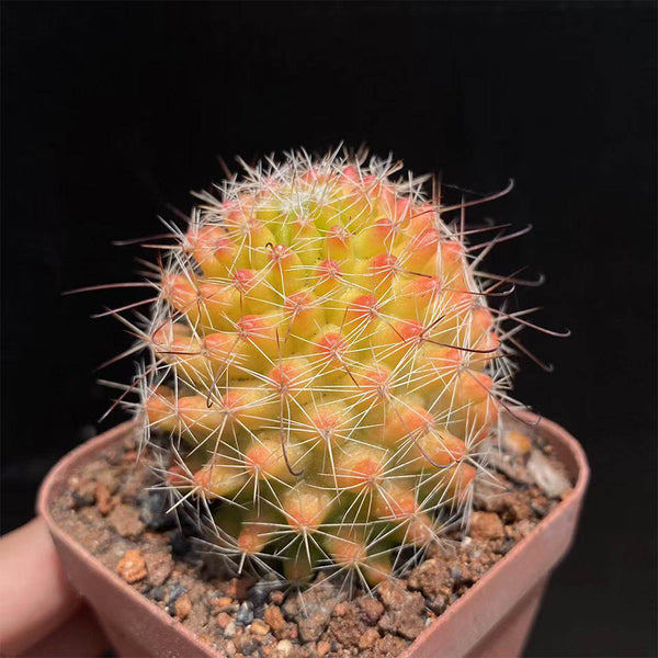 Mammillaria jaliscana f. variegata 'Hongnawan', 3-4cm