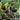 Obsidian Tomato, 20-30 Seeds