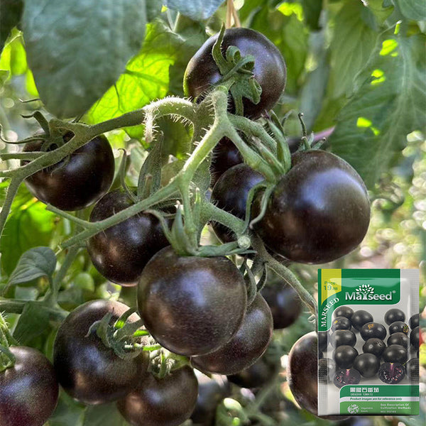 Obsidian Tomato, 20-30 Seeds