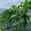 Black Skin Winter Melon Seeds, 50 Seeds