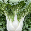 Fresh Sweet Bok Choy Seeds, 10g