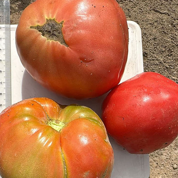 Classic Beefsteak Tomato,  10 Seeds
