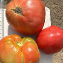 Classic Beefsteak Tomato,  10 Seeds