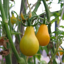 Yellow Pear Cherry Tomato Seeds, 2g