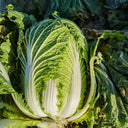 'Jiaoyan 5869' Chinese Cabbage Seeds, 10g